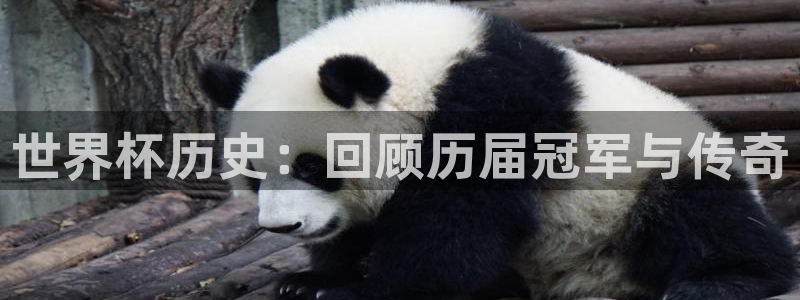2026世界杯倒计时：世界杯历史：回顾历届冠军与传奇