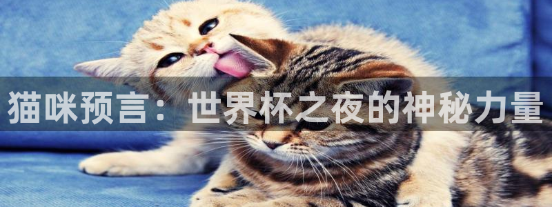 欧洲区世界杯预选赛：猫咪预言：世界杯之夜的神秘力量