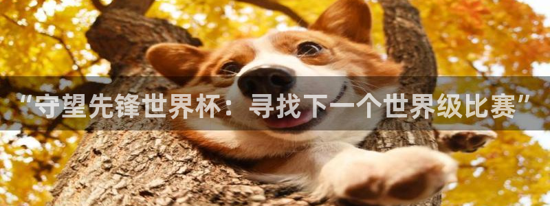 世界杯小组赛赛程：“守望先锋世界杯：寻找下一个世界级比赛”