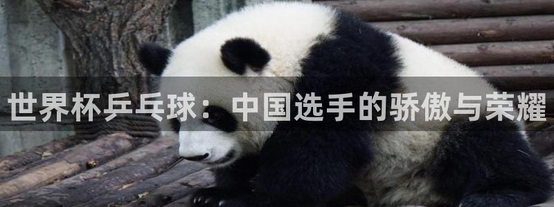 免费看足球直播比赛：世界杯乒乓球：中国选手的骄傲与荣耀